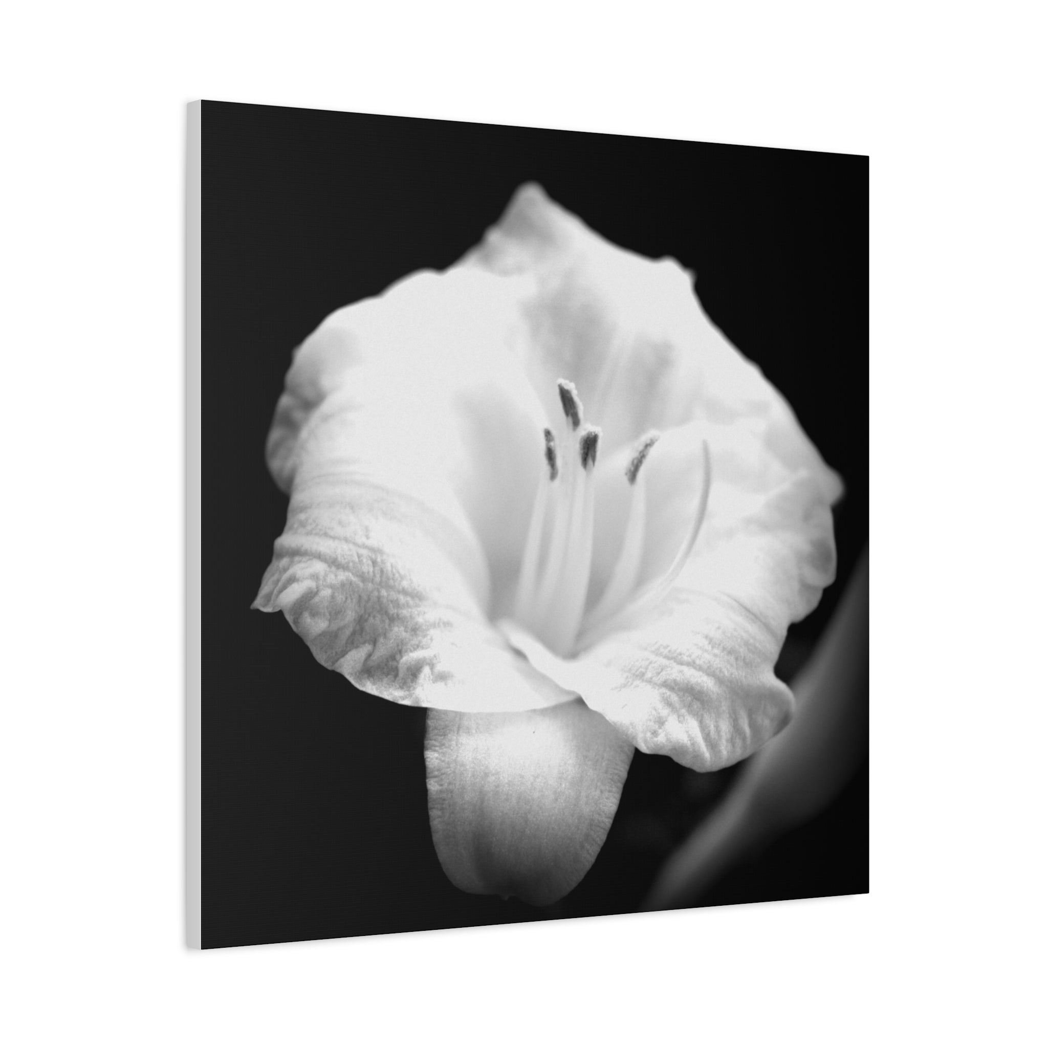 Black and White Lily Photo Canvas