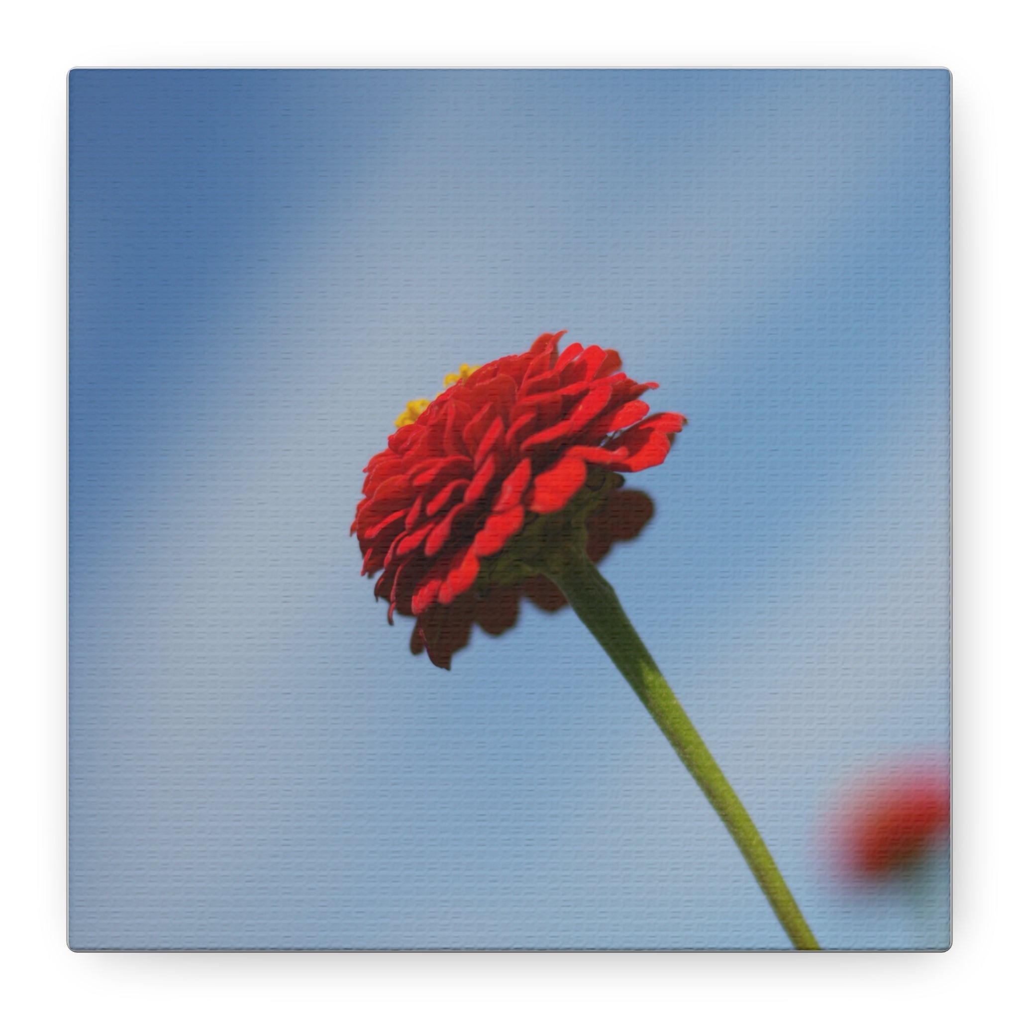 Red Zinnia Bloom Canvas | Stretched Matte Wall Art