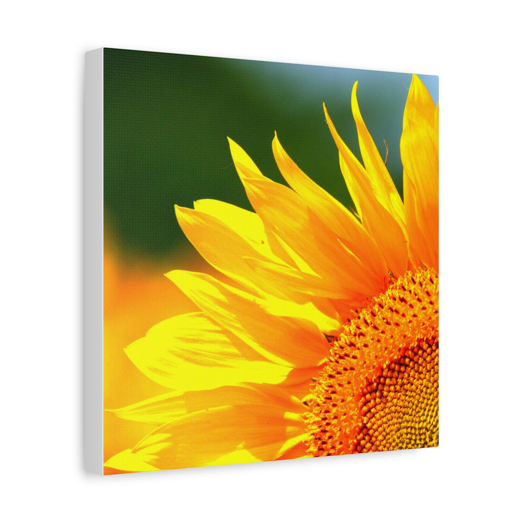Sunflower Close-Up Matte Canvas