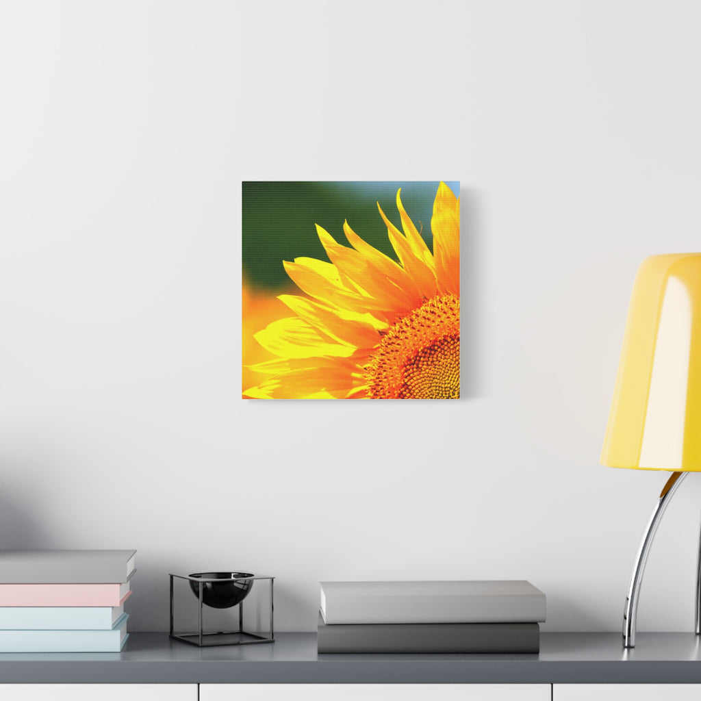 Sunflower Close-Up Matte Canvas