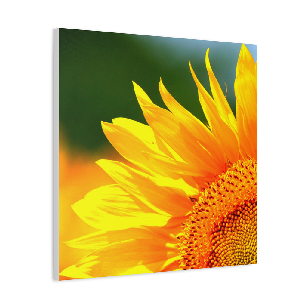 Sunflower Close-Up Matte Canvas