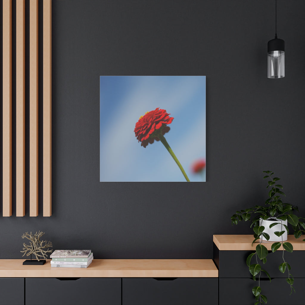 Red Zinnia Bloom Canvas | Stretched Matte Wall Art