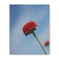 Red Zinnia Bloom Canvas | Stretched Matte Wall Art