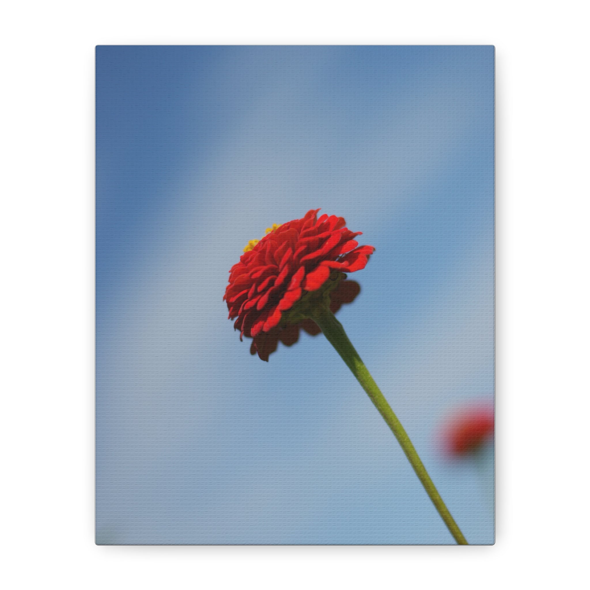 Red Zinnia Bloom Canvas | Stretched Matte Wall Art