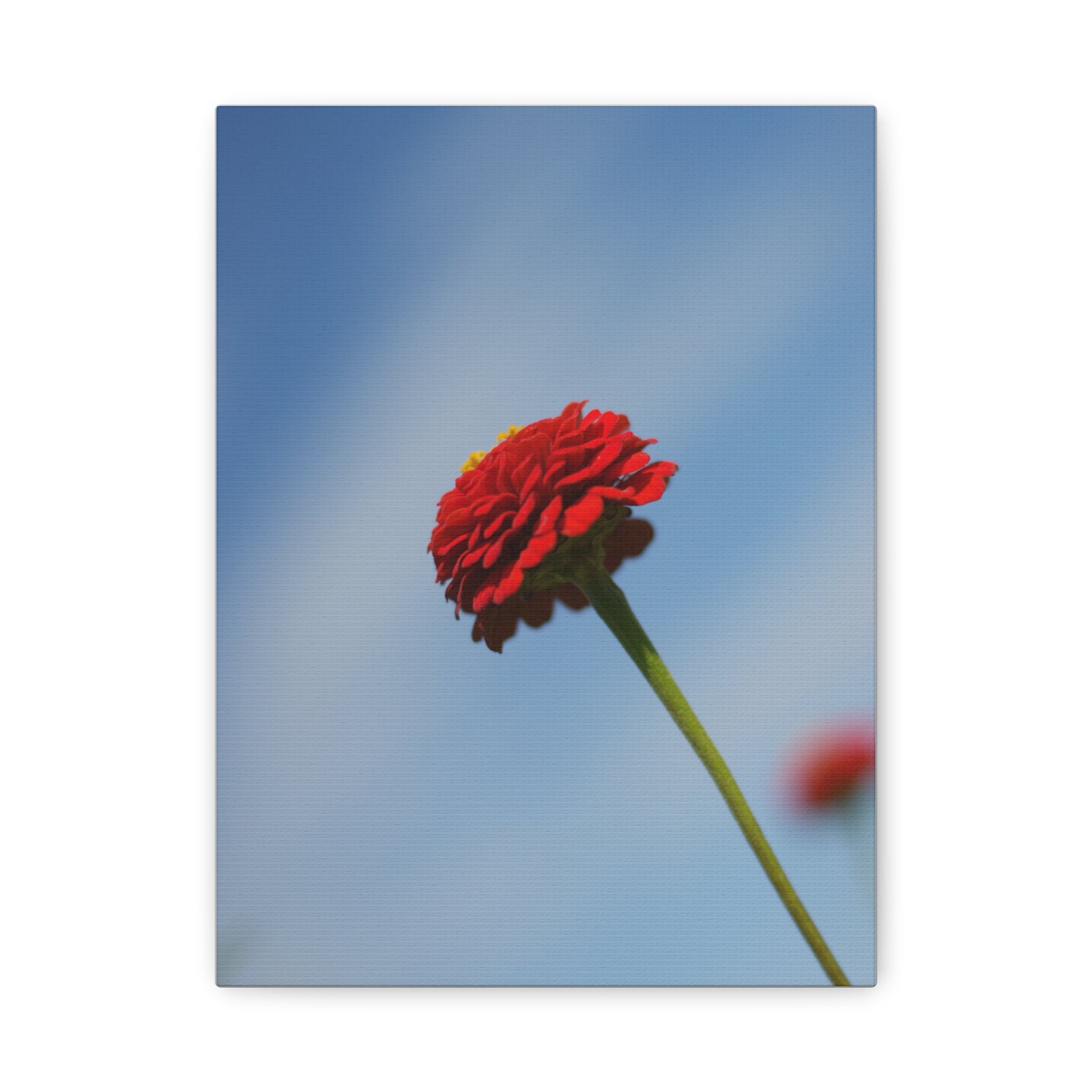Red Zinnia Bloom Canvas | Stretched Matte Wall Art