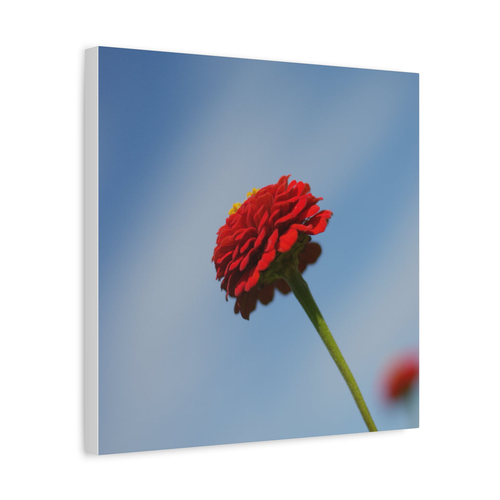 Red Zinnia Bloom Canvas | Stretched Matte Wall Art