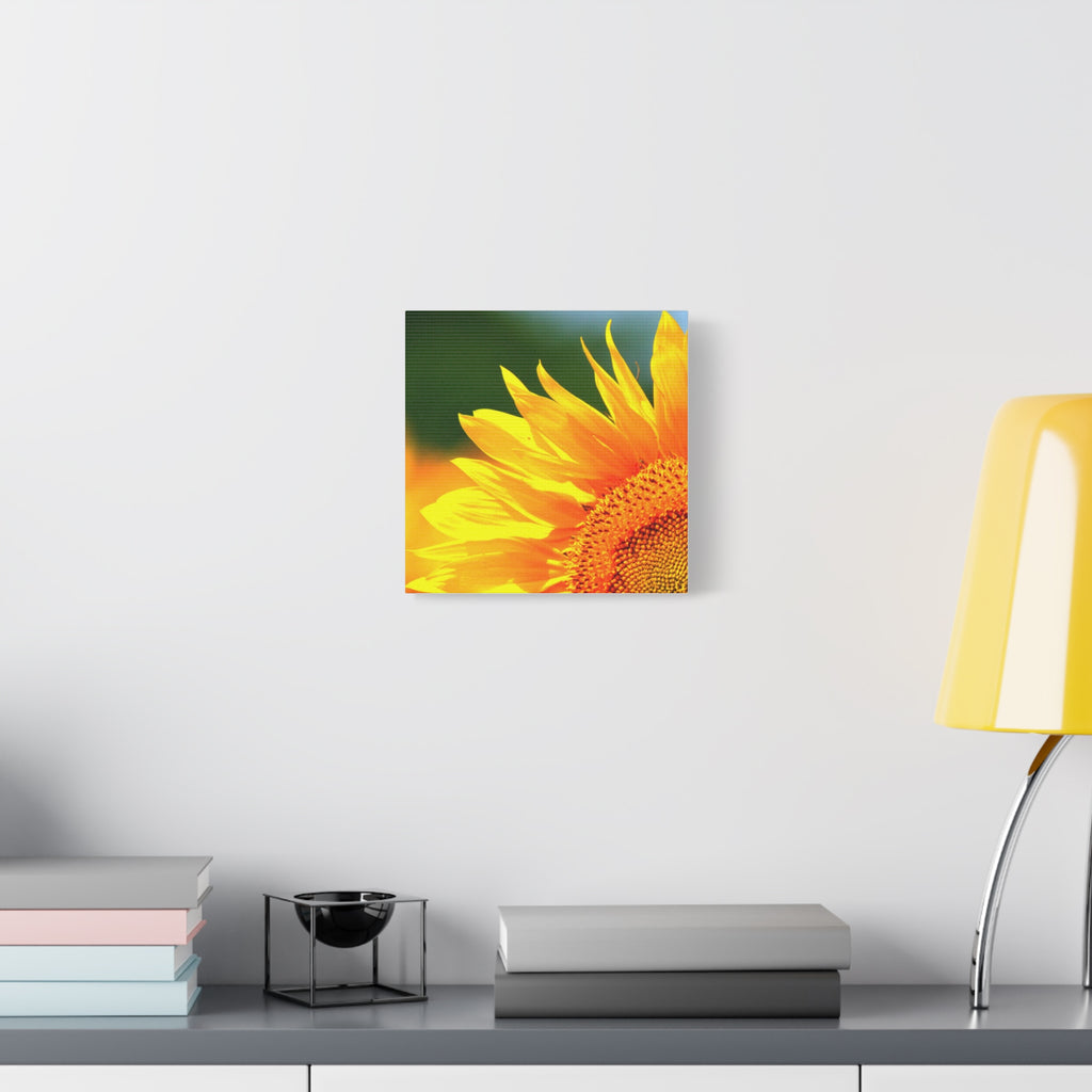 Sunflower Close-Up Matte Canvas