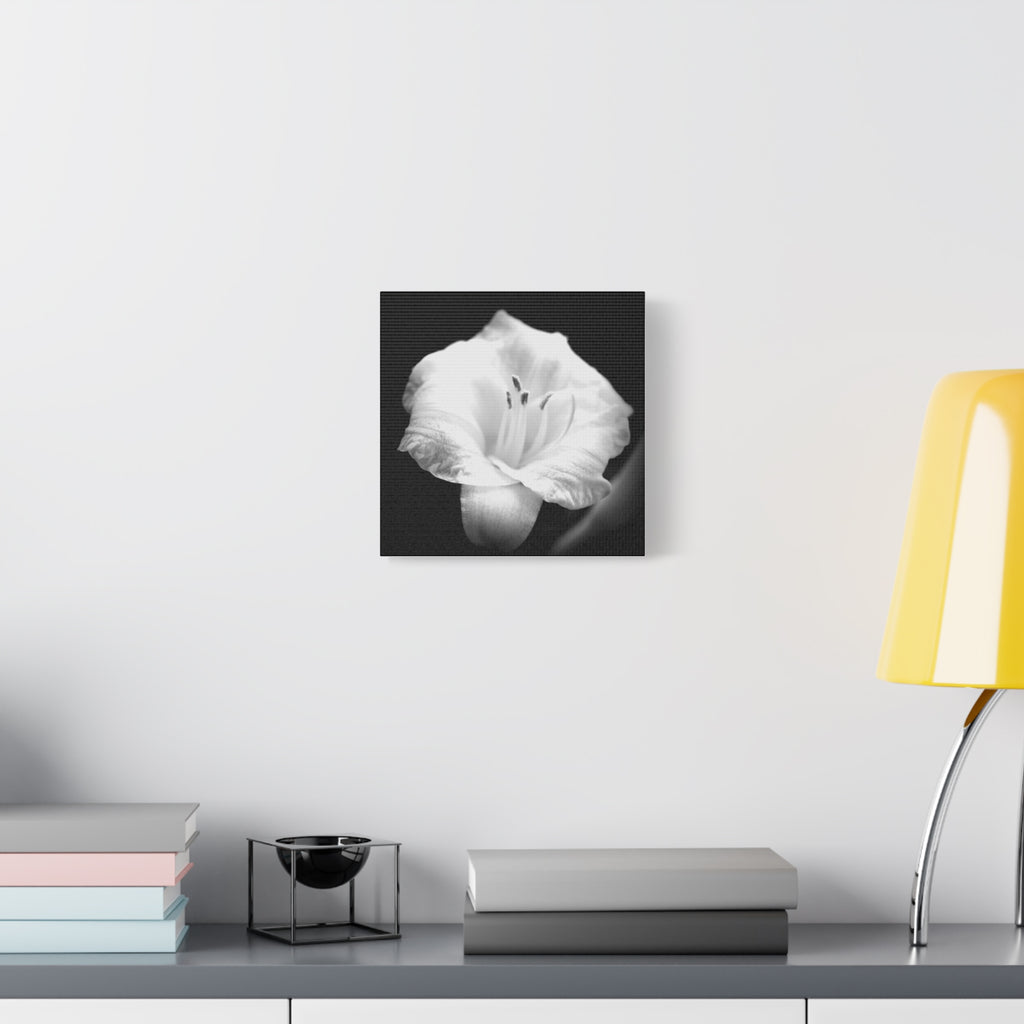 Black and White Lily Photo Canvas