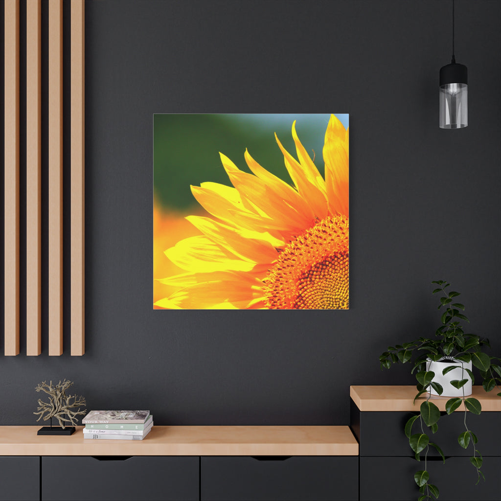 Sunflower Close-Up Matte Canvas