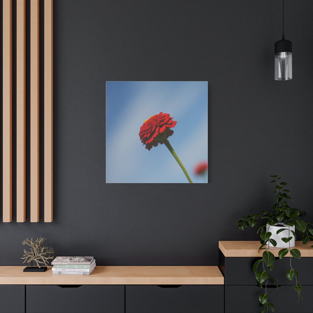 Red Zinnia Bloom Canvas | Stretched Matte Wall Art
