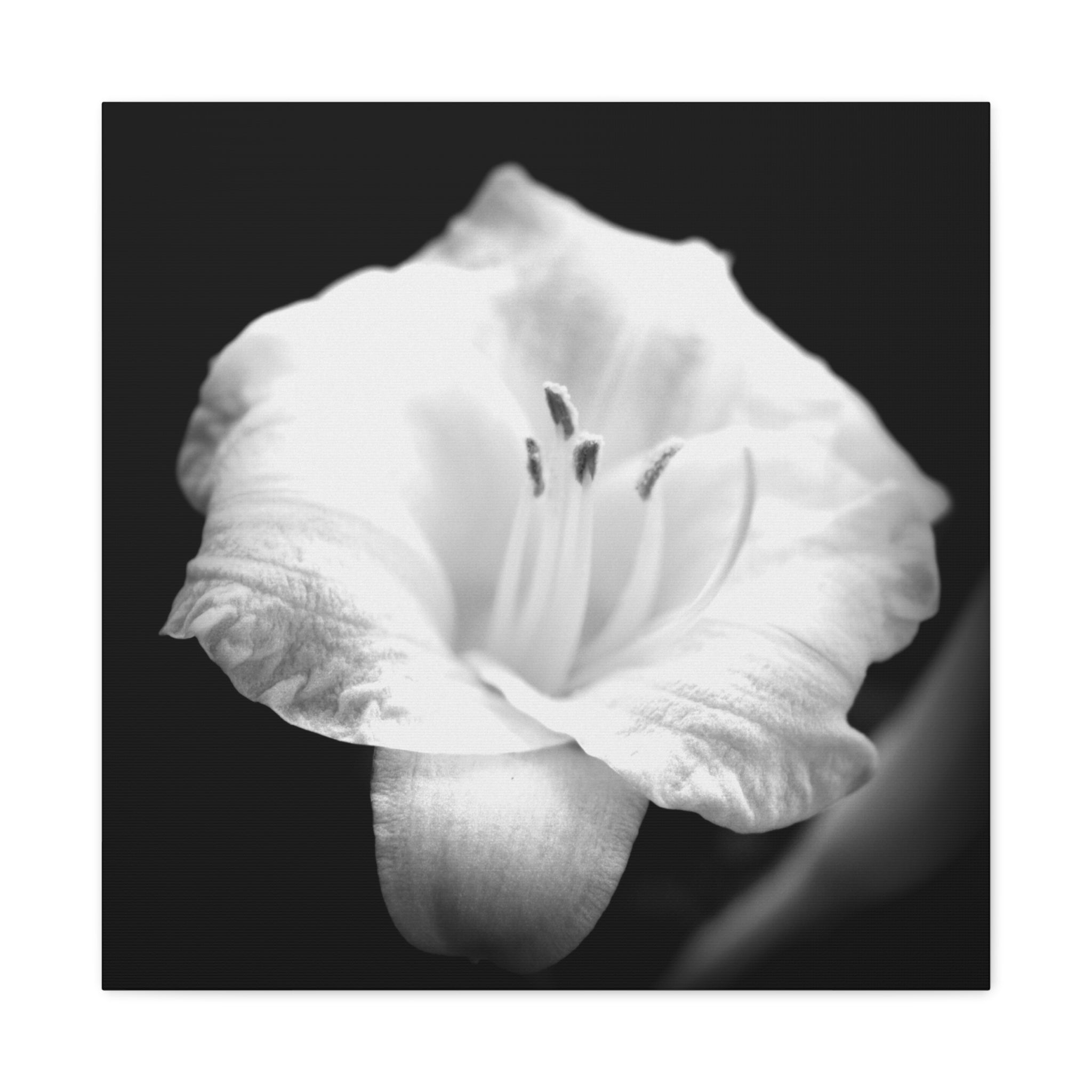 Black and White Lily Photo Canvas