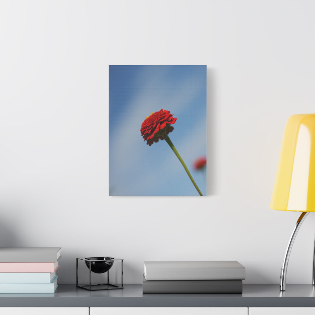 Red Zinnia Bloom Canvas | Stretched Matte Wall Art