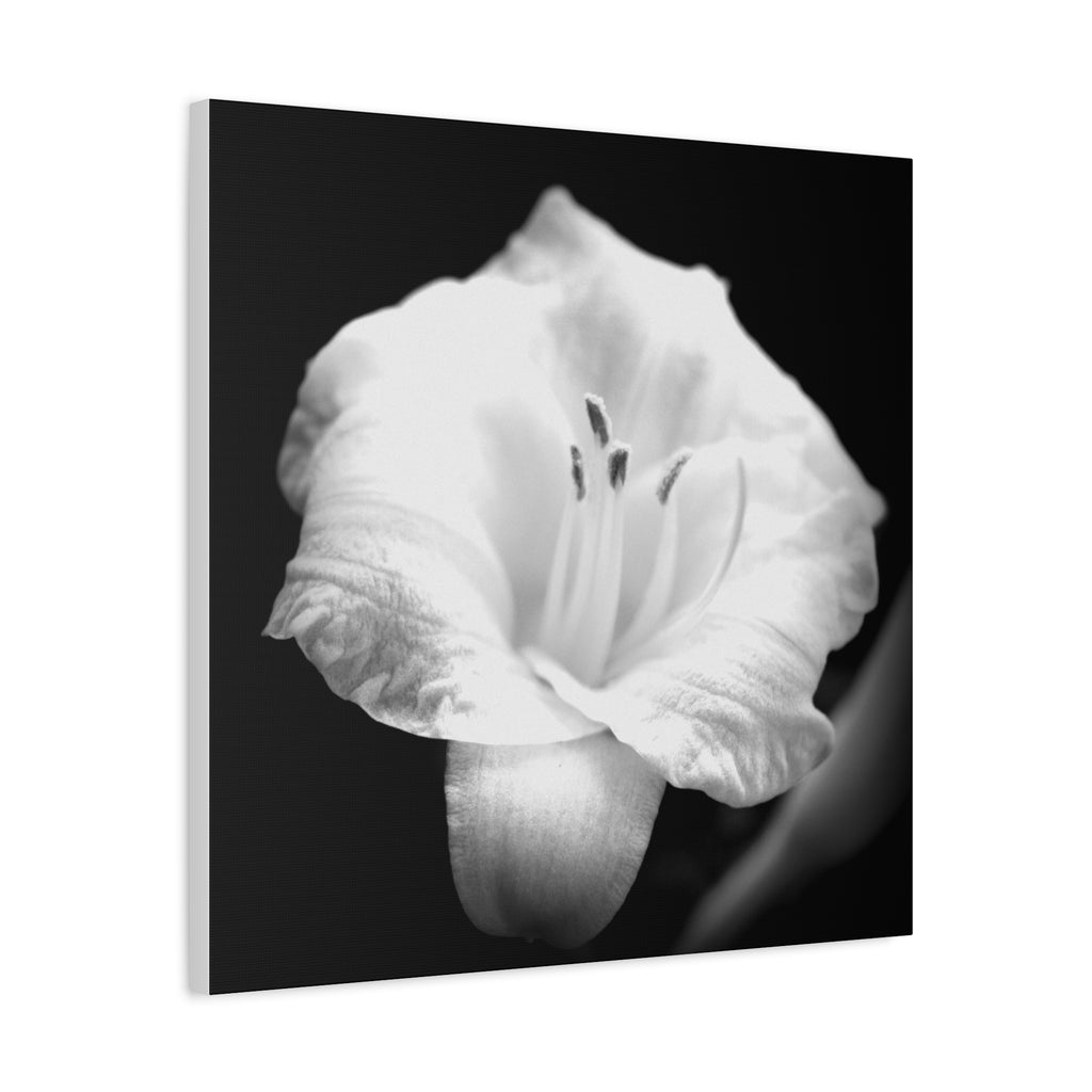 Black and White Lily Photo Canvas
