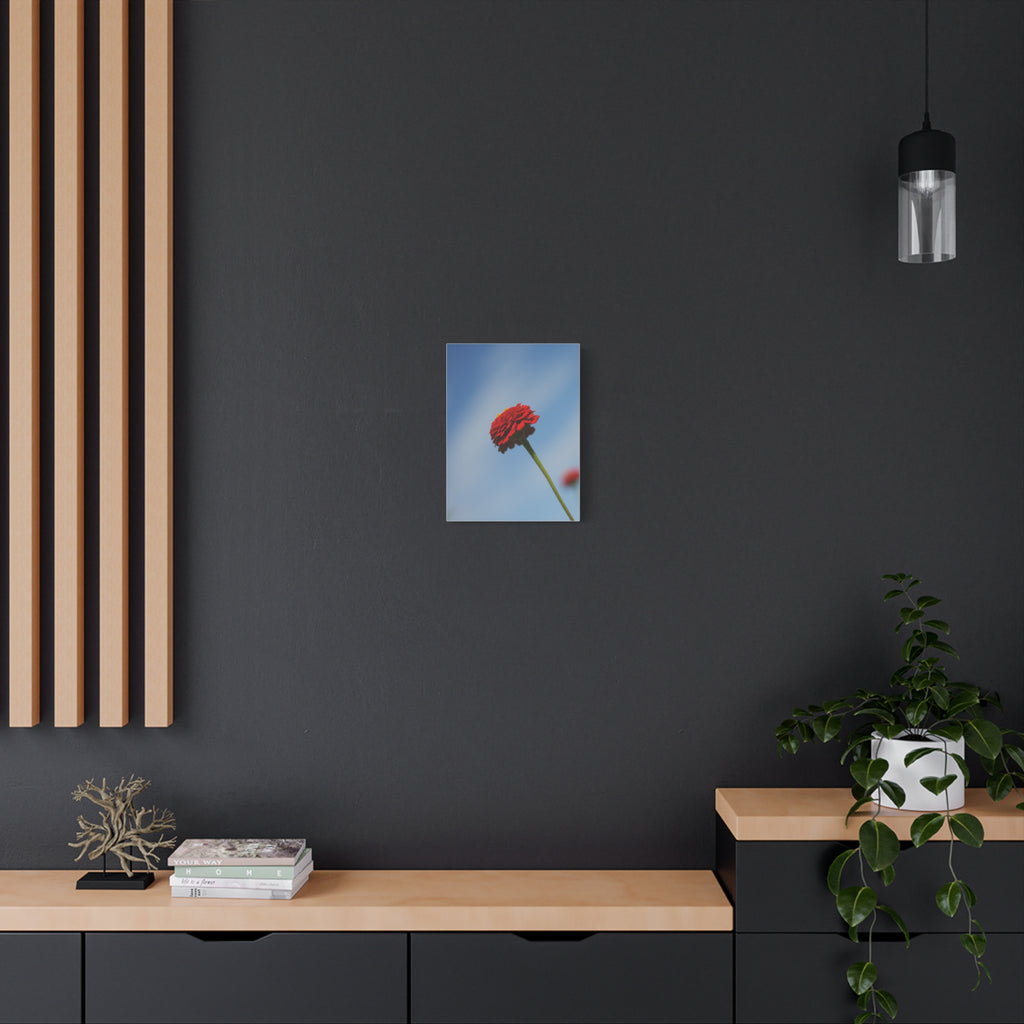 Red Zinnia Bloom Canvas | Stretched Matte Wall Art