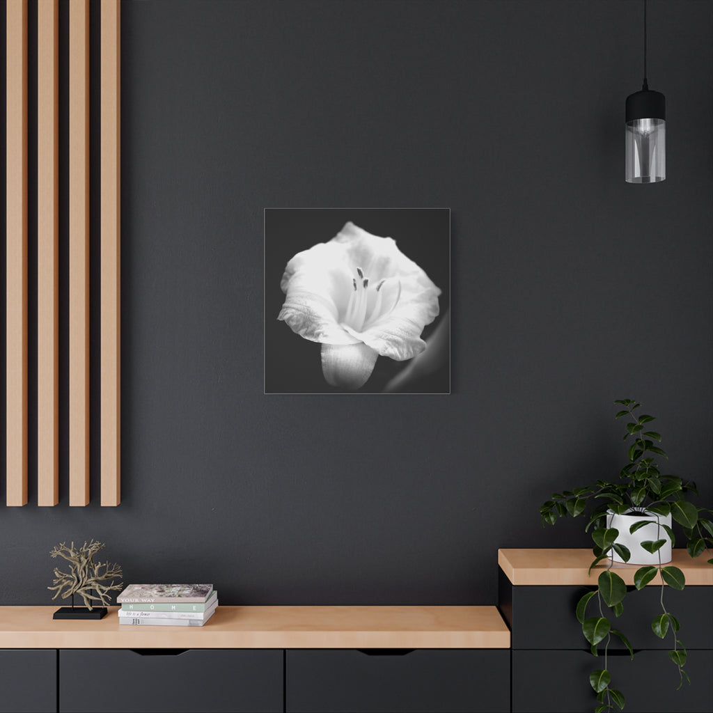 Black and White Lily Photo Canvas