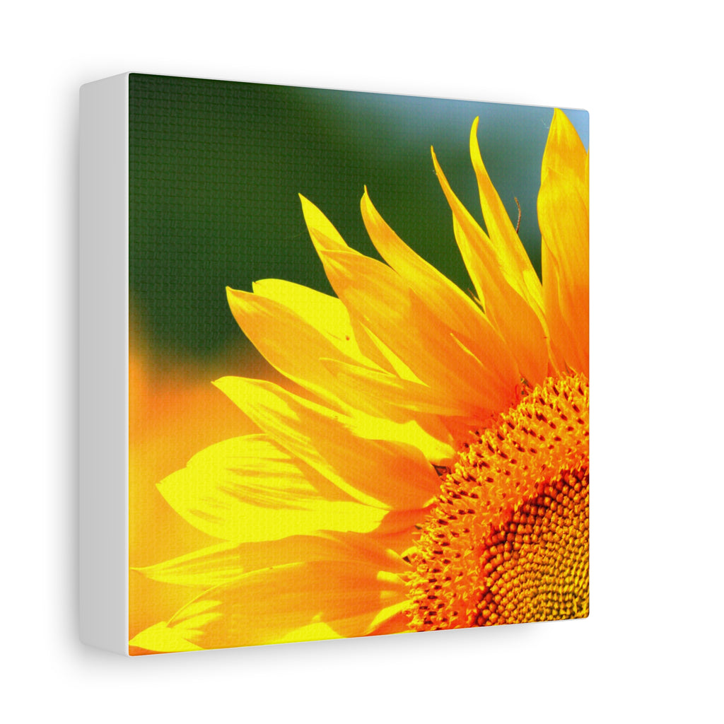 Sunflower Close-Up Matte Canvas