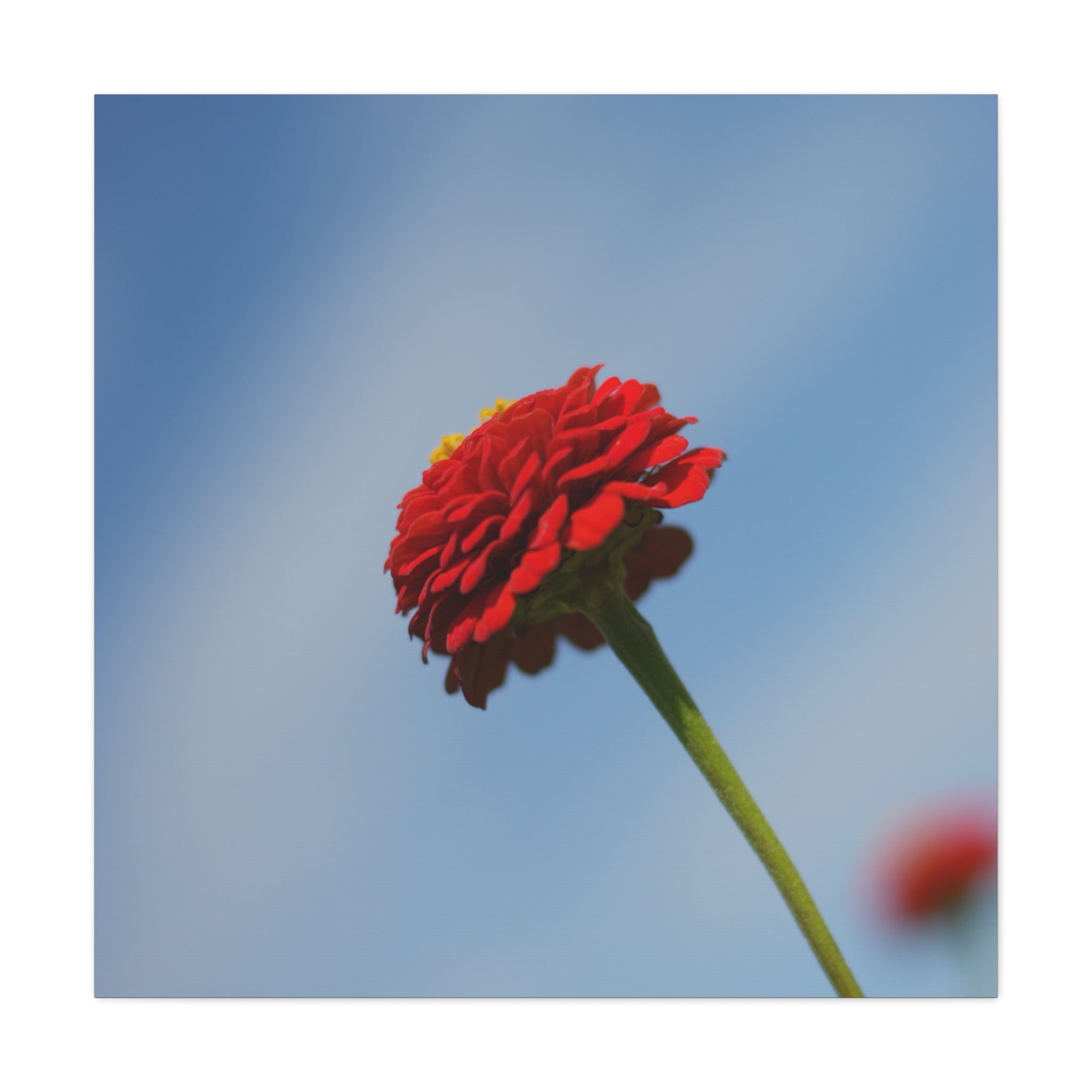 Red Zinnia Bloom Canvas | Stretched Matte Wall Art