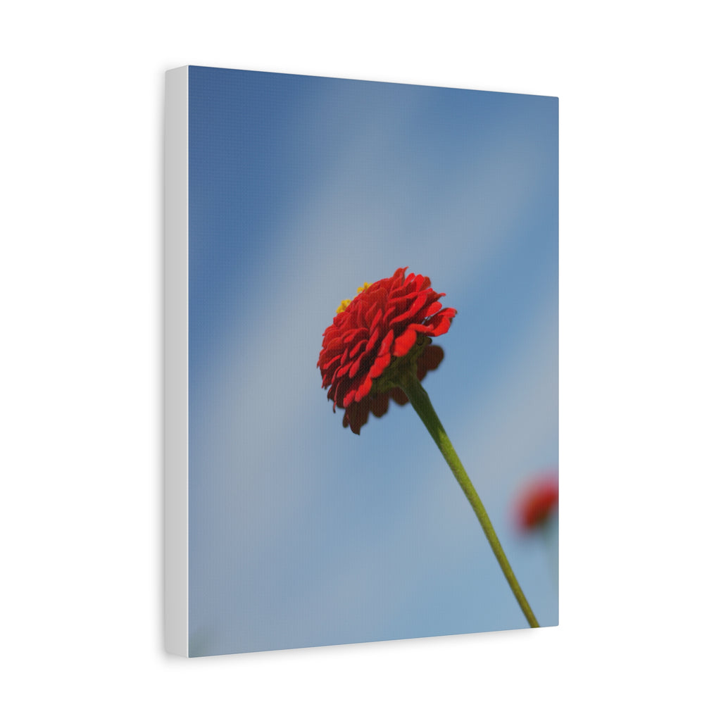 Red Zinnia Bloom Canvas | Stretched Matte Wall Art