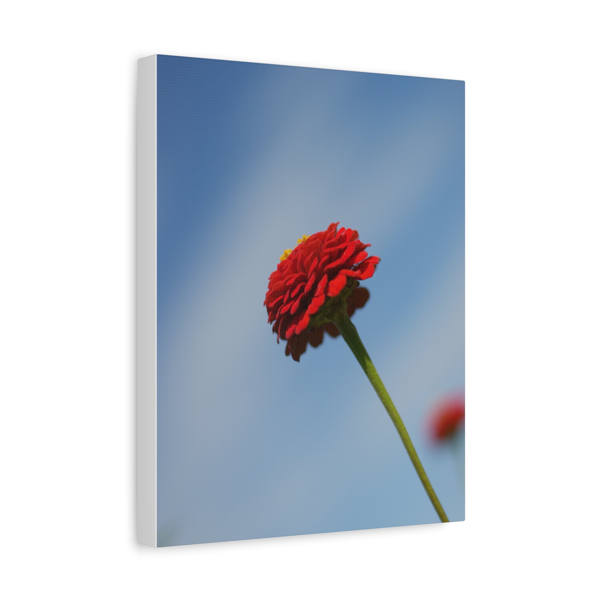 Red Zinnia Bloom Canvas | Stretched Matte Wall Art
