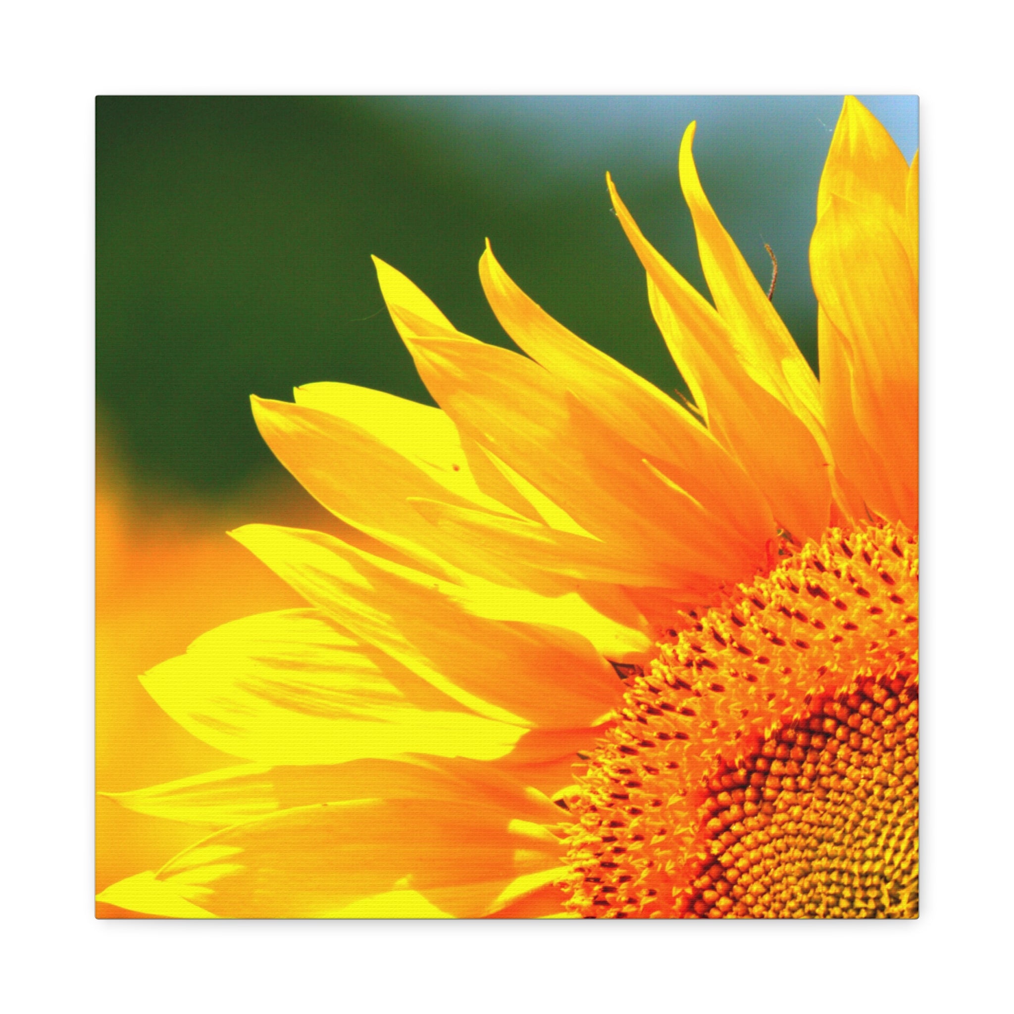 Sunflower Close-Up Matte Canvas