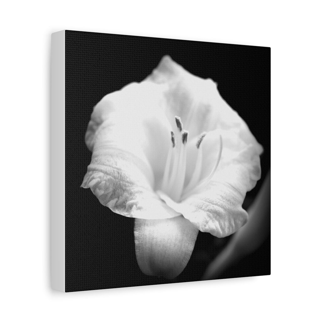 Black and White Lily Photo Canvas