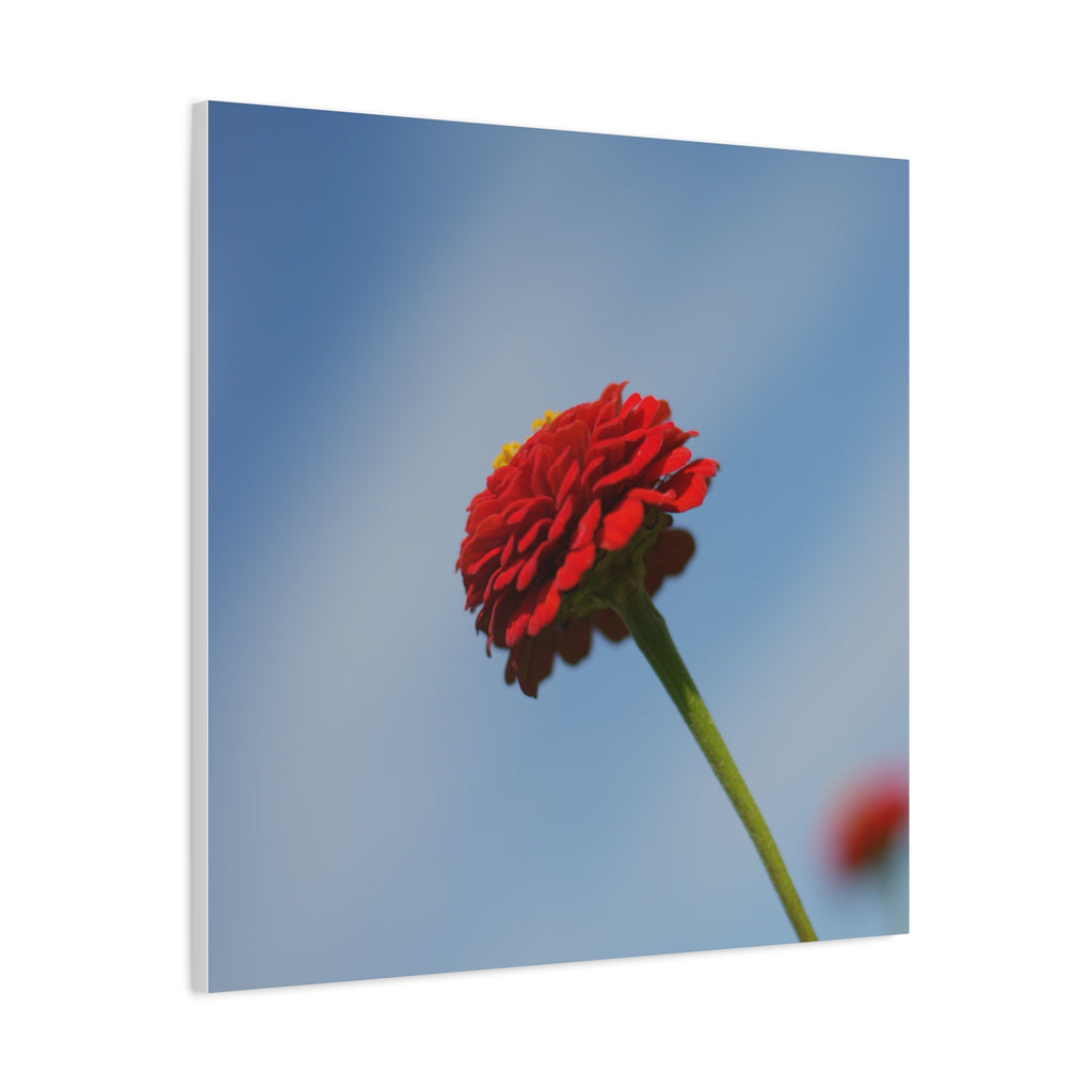 Red Zinnia Bloom Canvas | Stretched Matte Wall Art