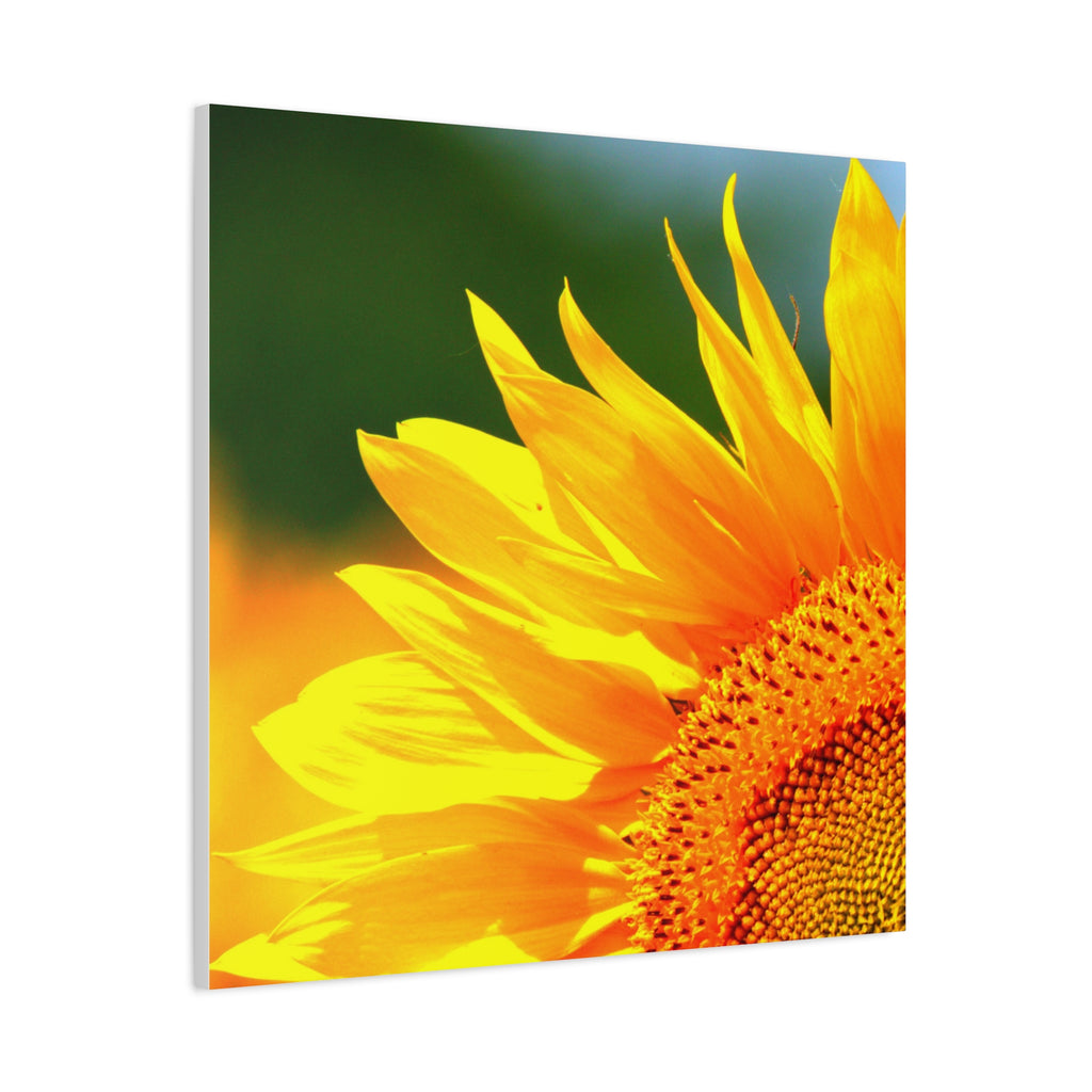 Sunflower Close-Up Matte Canvas