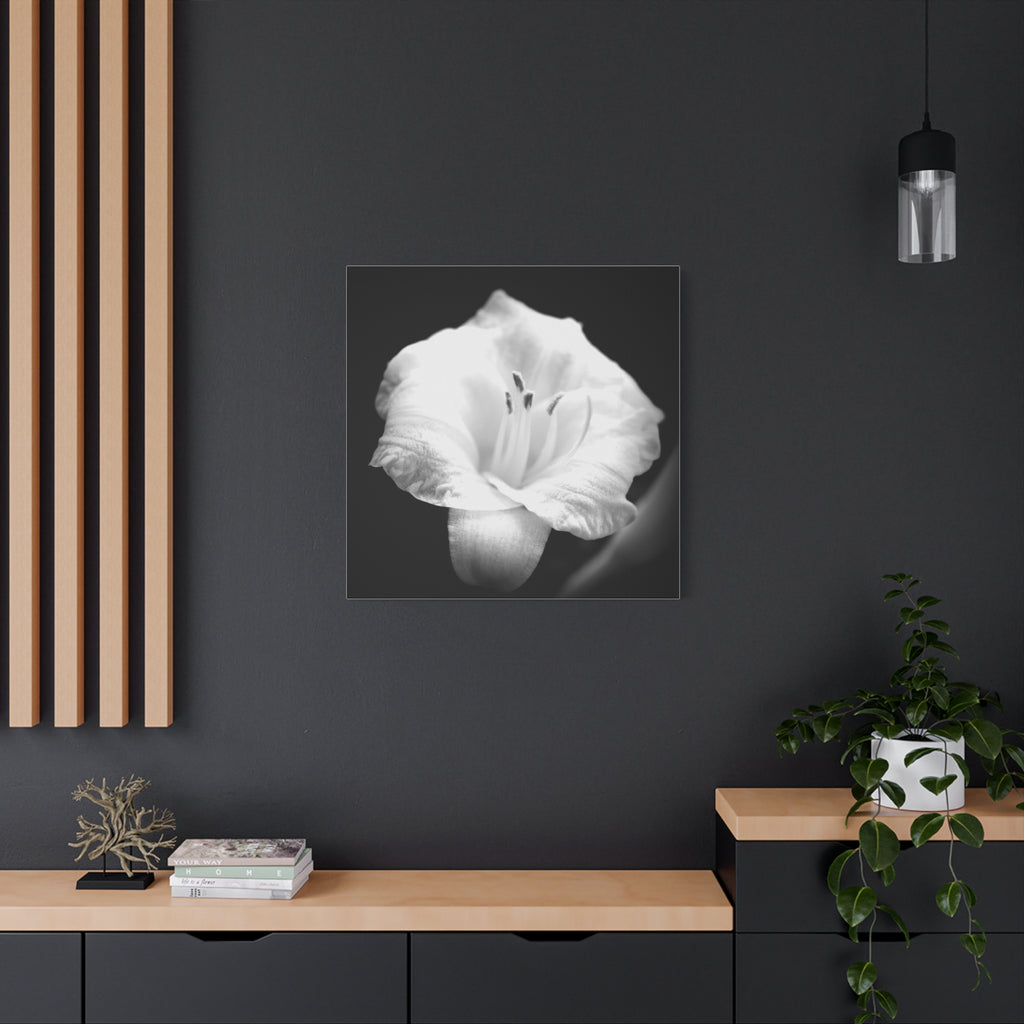Black and White Lily Photo Canvas