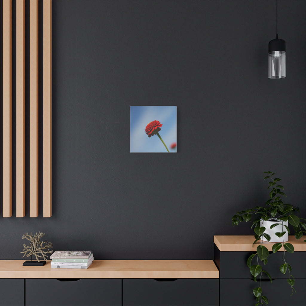 Red Zinnia Bloom Canvas | Stretched Matte Wall Art