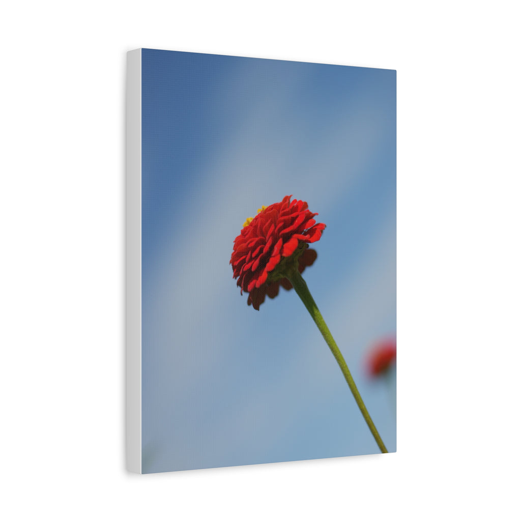 Red Zinnia Bloom Canvas | Stretched Matte Wall Art