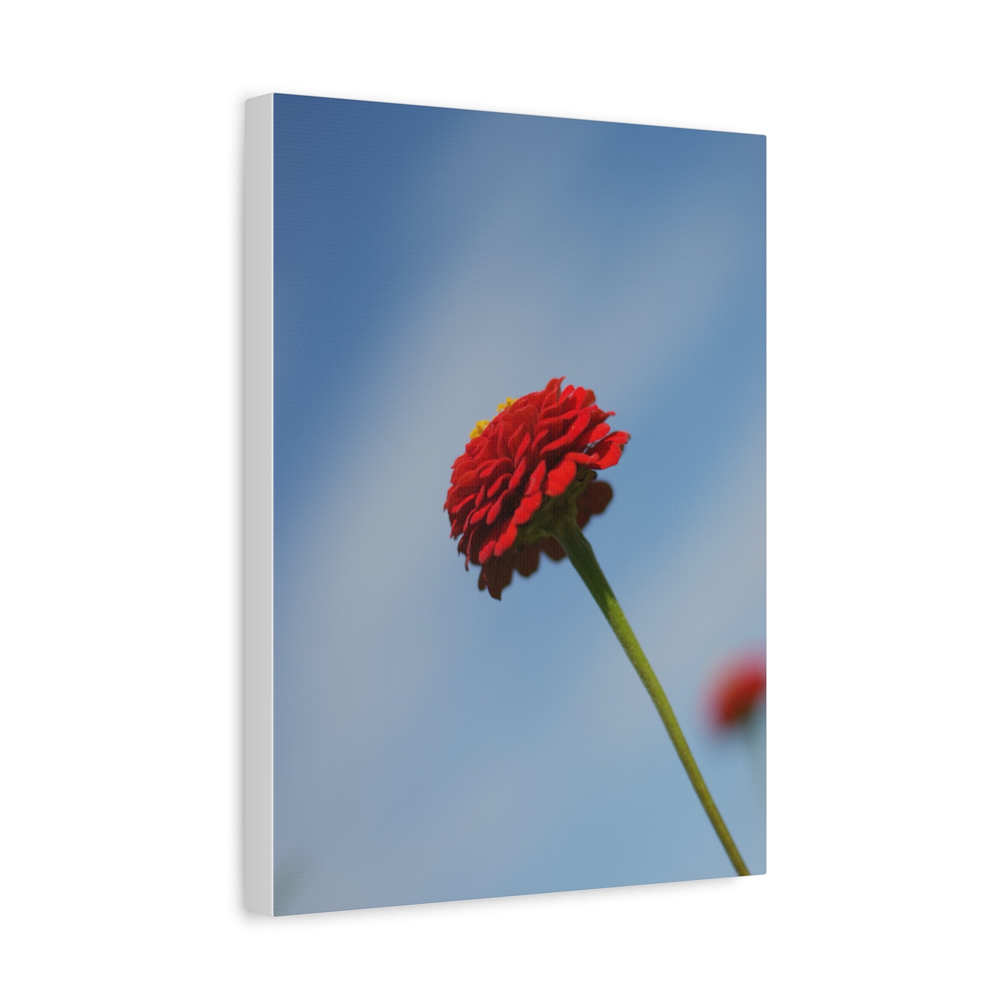 Red Zinnia Bloom Canvas | Stretched Matte Wall Art