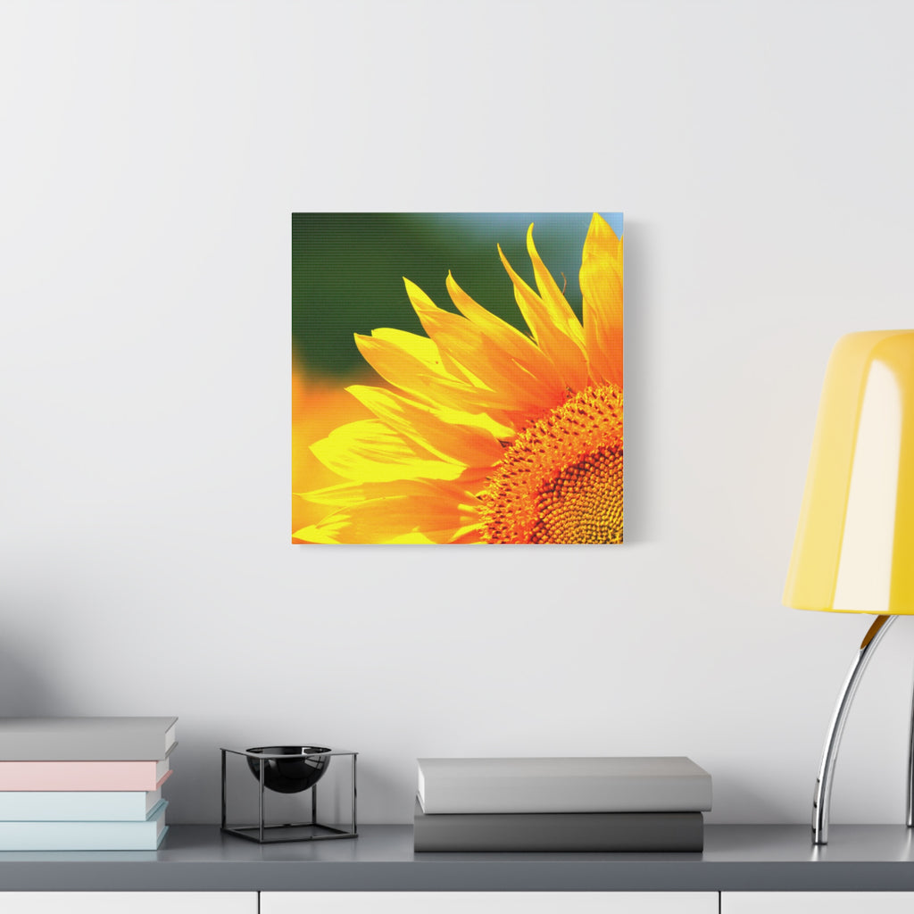 Sunflower Close-Up Matte Canvas