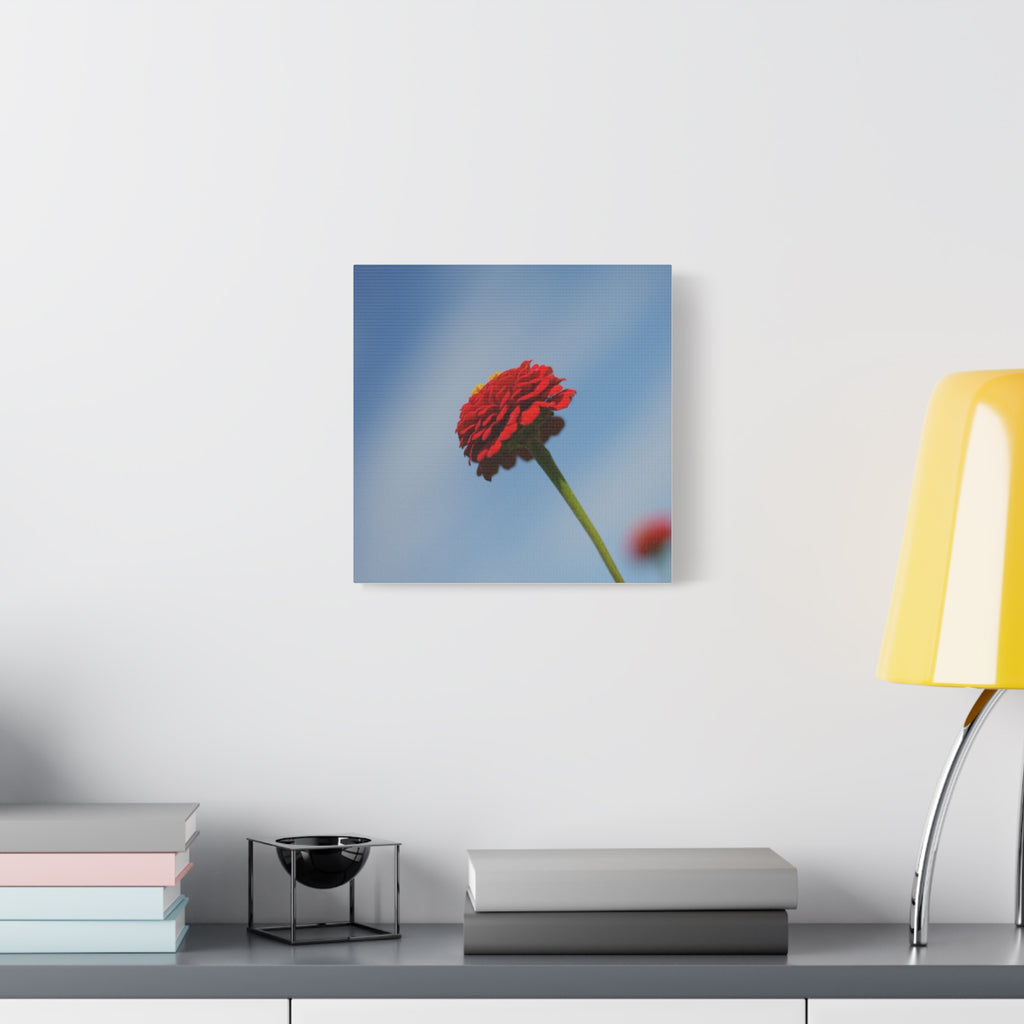 Red Zinnia Bloom Canvas | Stretched Matte Wall Art