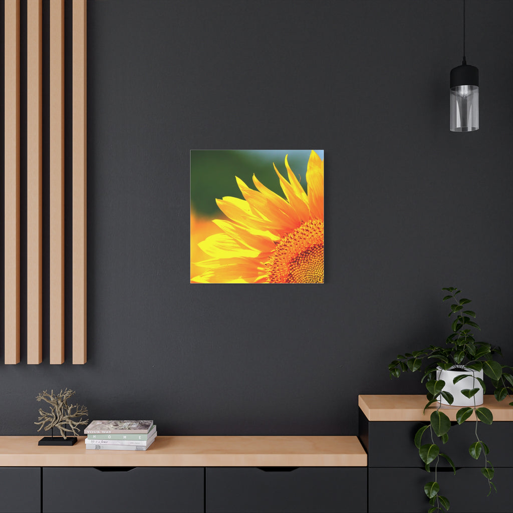 Sunflower Close-Up Matte Canvas