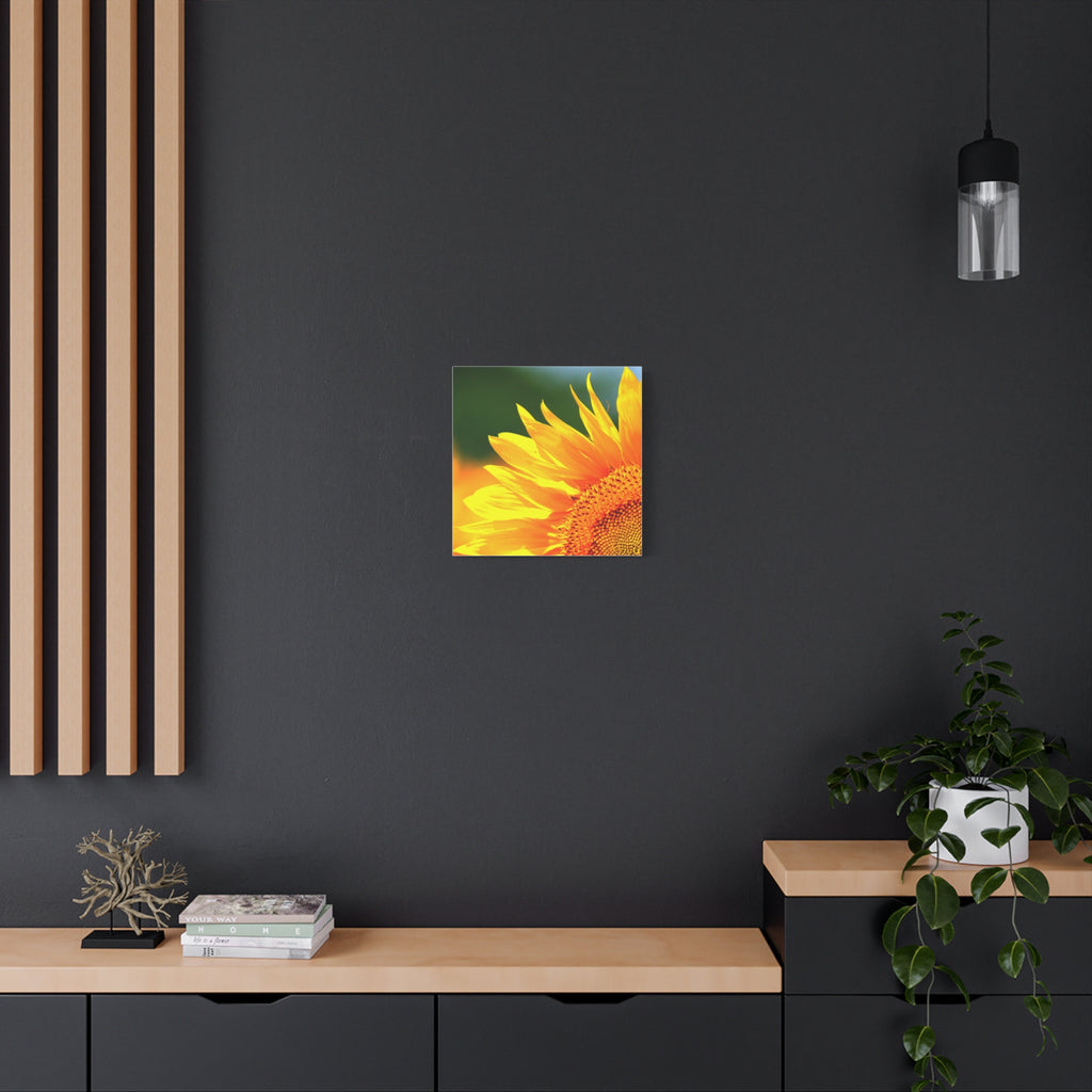 Sunflower Close-Up Matte Canvas
