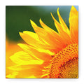 Sunflower Close-Up Matte Canvas