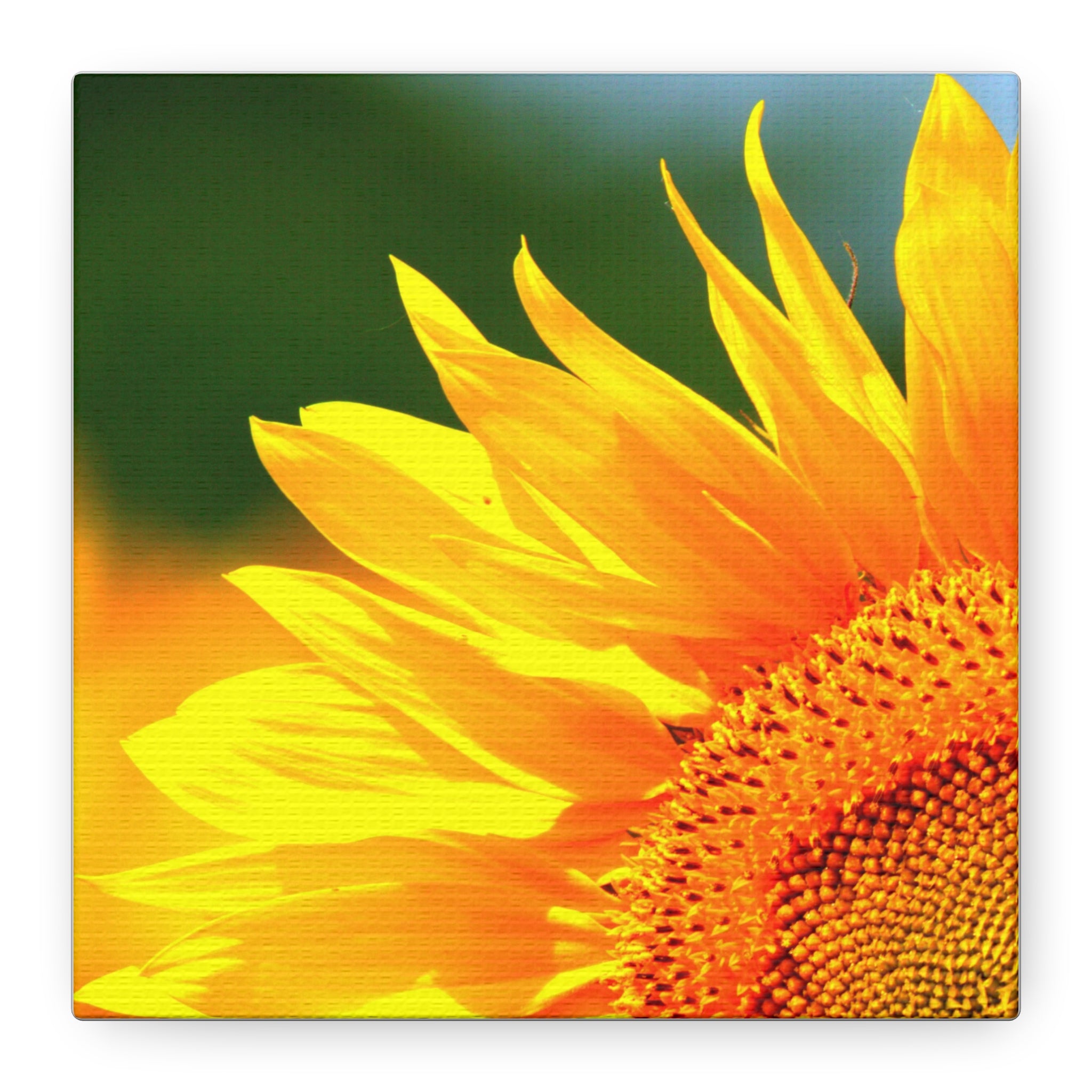 Sunflower Close-Up Matte Canvas