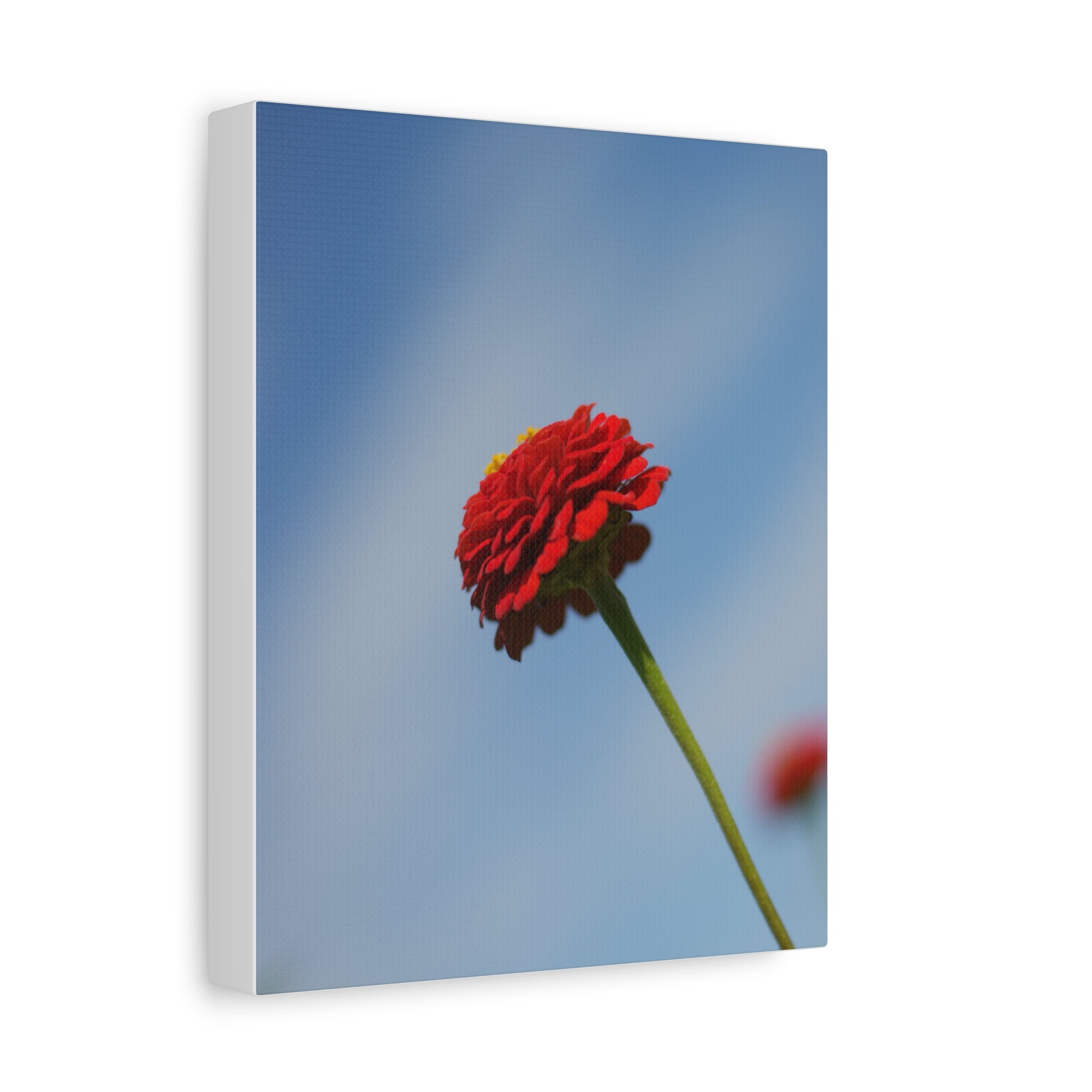 Red Zinnia Bloom Canvas | Stretched Matte Wall Art