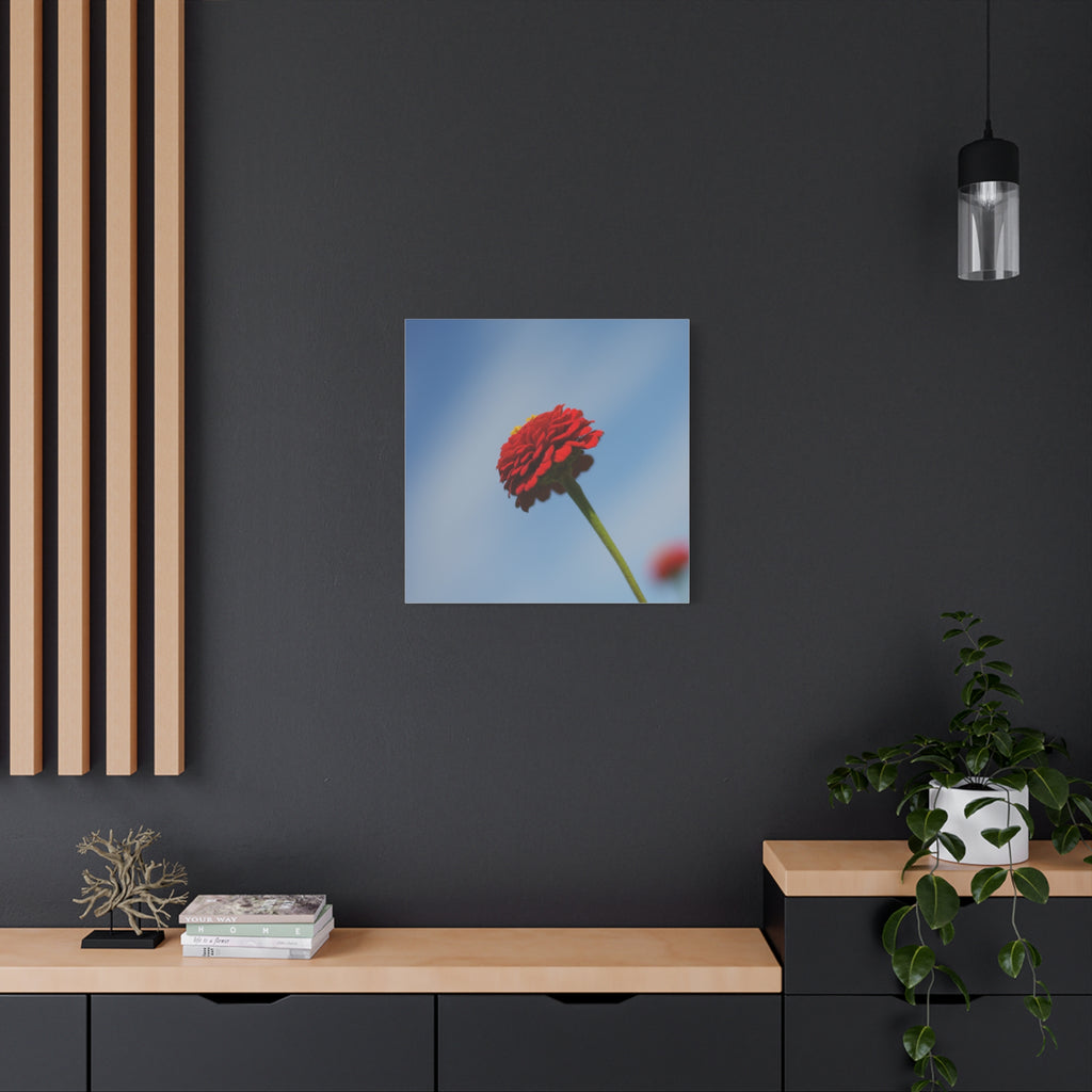 Red Zinnia Bloom Canvas | Stretched Matte Wall Art