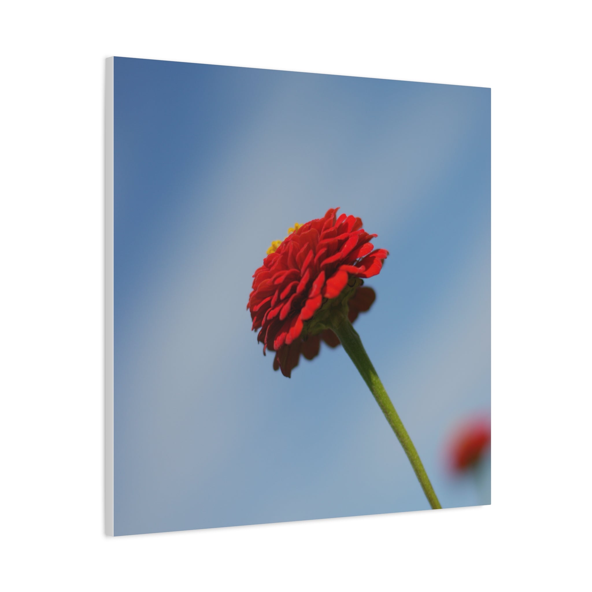 Red Zinnia Bloom Canvas | Stretched Matte Wall Art