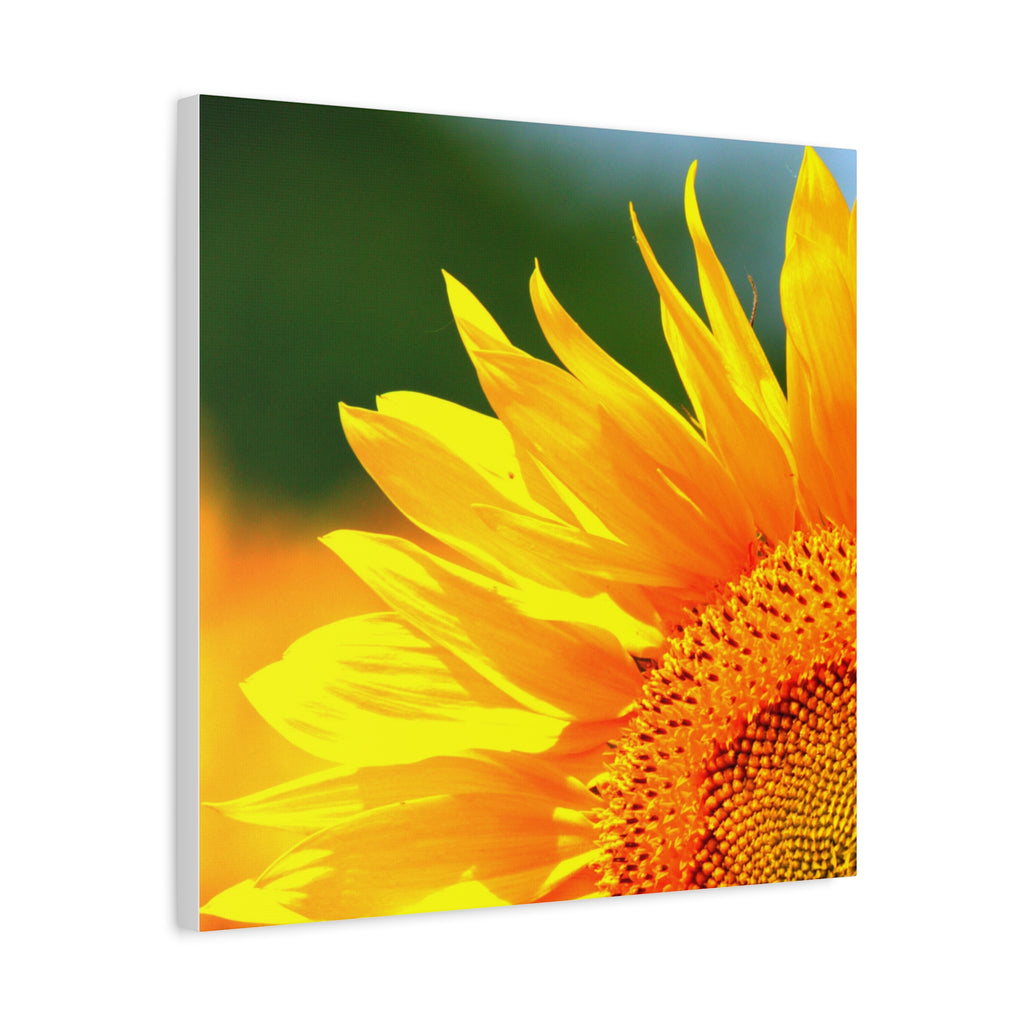 Sunflower Close-Up Matte Canvas
