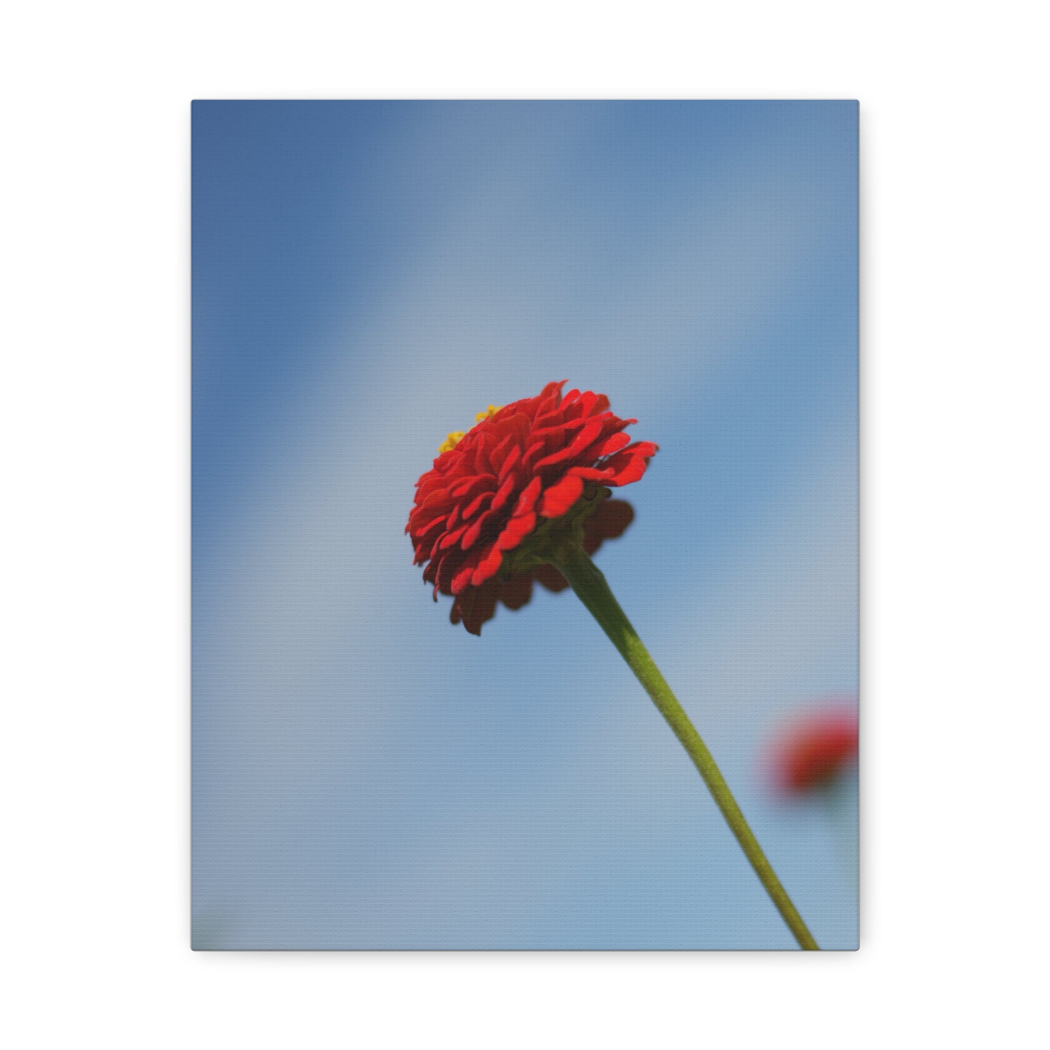 Red Zinnia Bloom Canvas | Stretched Matte Wall Art