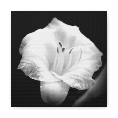 Black and White Lily Photo Canvas