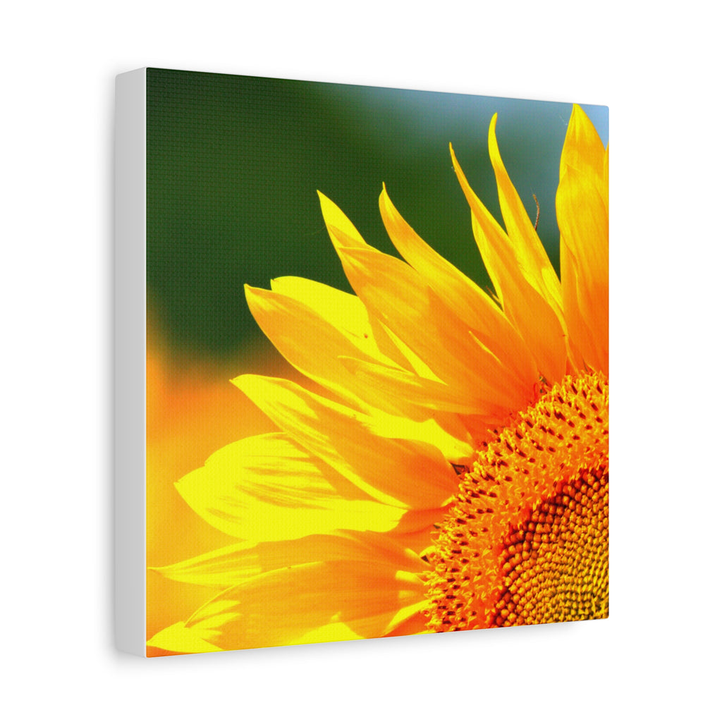 Sunflower Close-Up Matte Canvas
