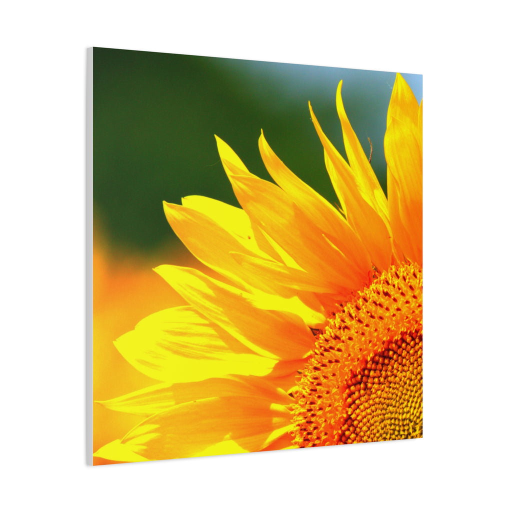 Sunflower Close-Up Matte Canvas