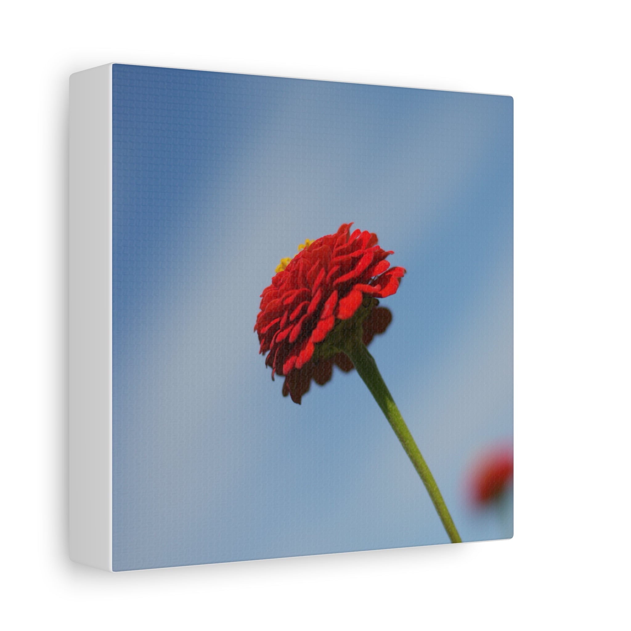 Red Zinnia Bloom Canvas | Stretched Matte Wall Art