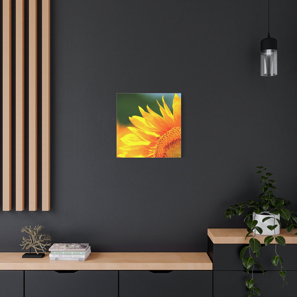 Sunflower Close-Up Matte Canvas