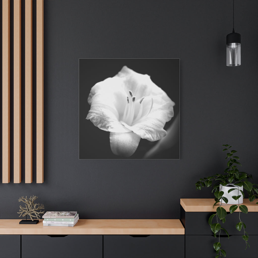 Black and White Lily Photo Canvas