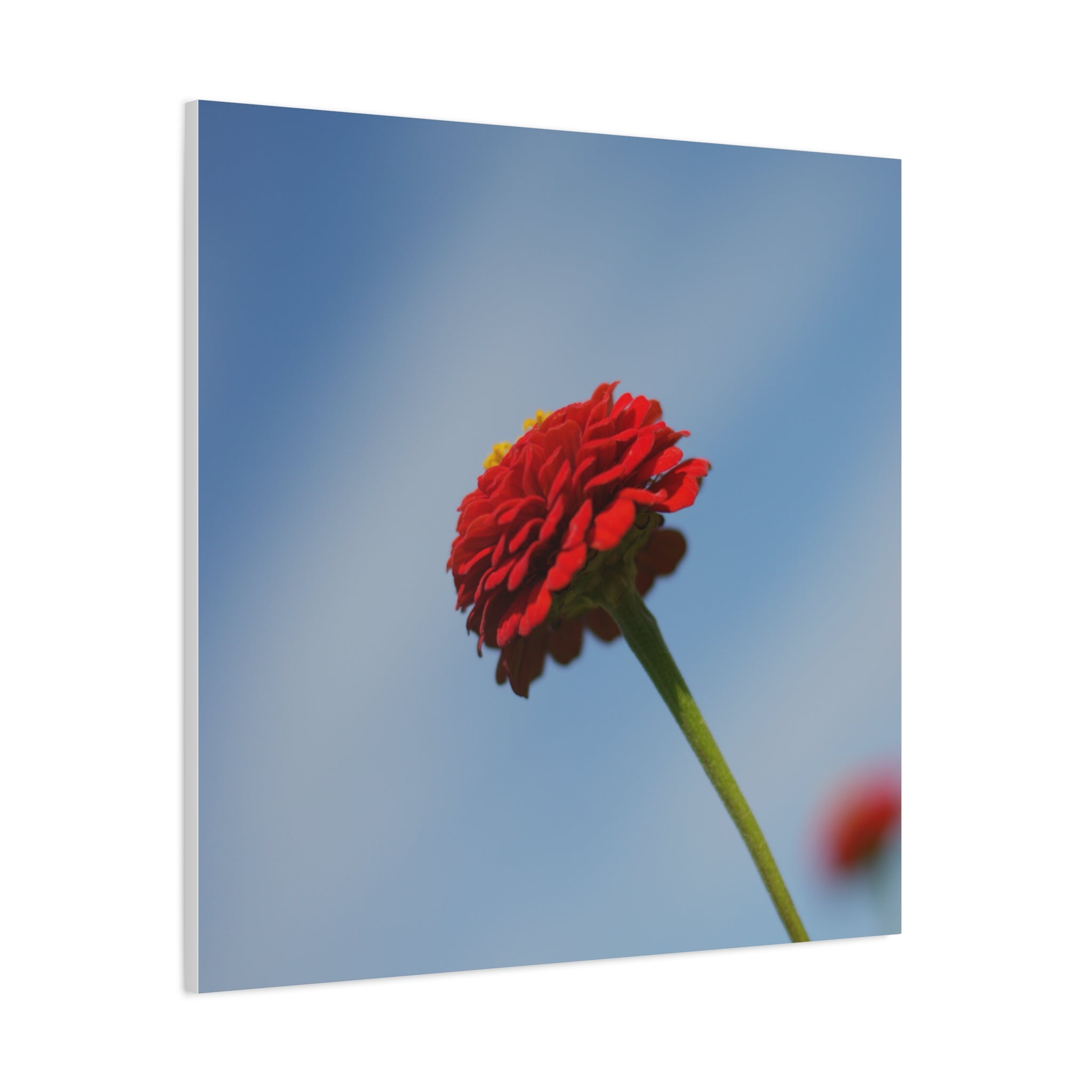 Red Zinnia Bloom Canvas | Stretched Matte Wall Art