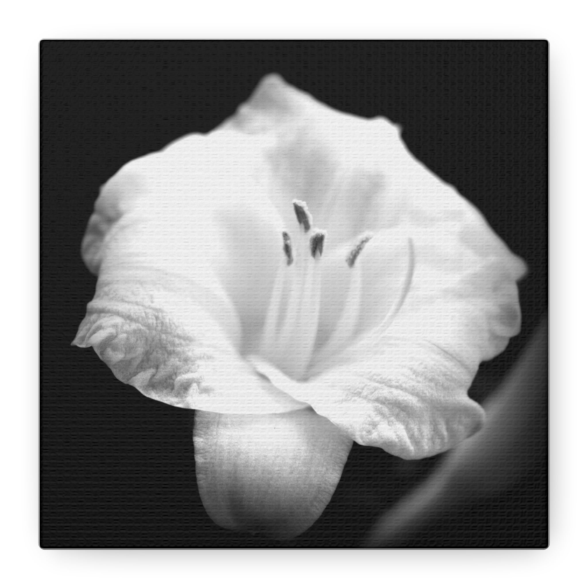 Black and White Lily Photo Canvas